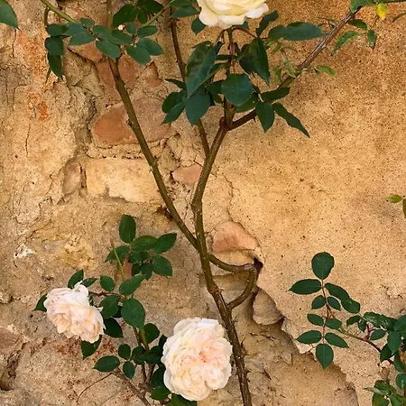 Country house Fattoria Di Catignano *