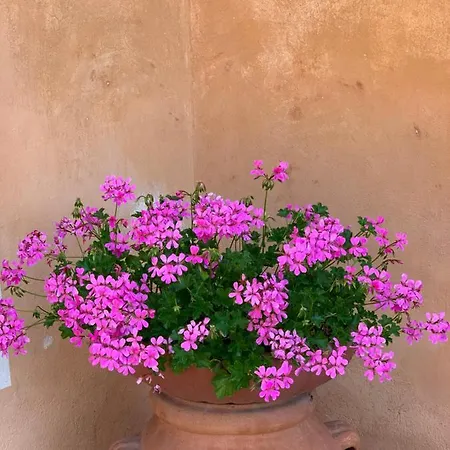 Fattoria Di Catignano Country house